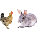 適合鴿子、禽類(lèi)